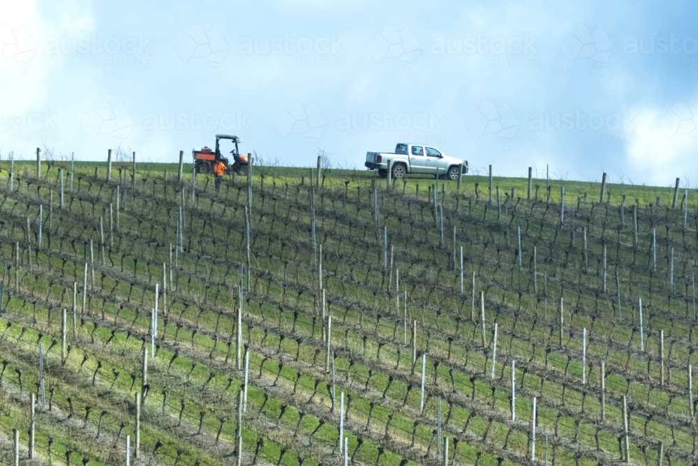 Vineyard maintenence - Australian Stock Image