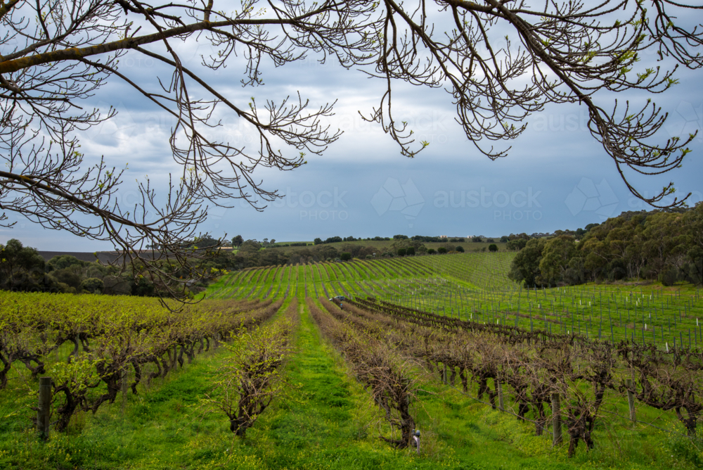 Vineyard on a dramatic overcast day - Australian Stock Image
