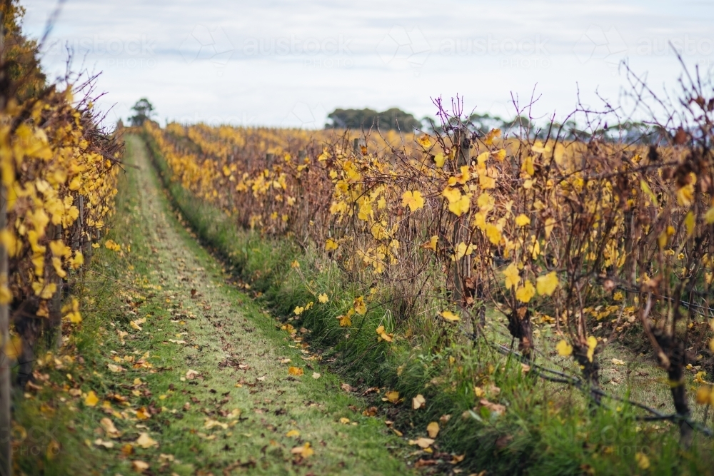 Vineyard pathway with fallen leaves on the ground. - Australian Stock Image