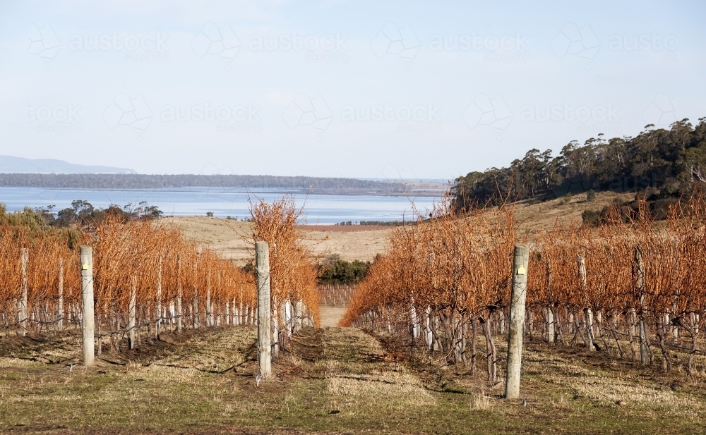 Deciduous grape vines in a vineyard with country and water views - Australian Stock Image