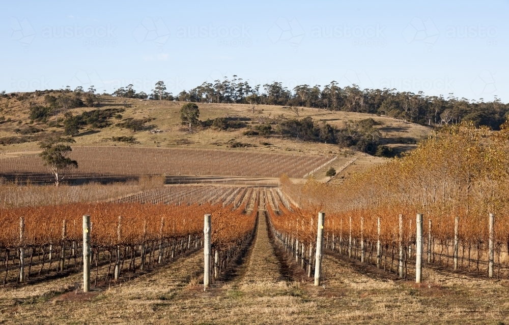 Deciduous grape vines in a vineyard with country views - Australian Stock Image