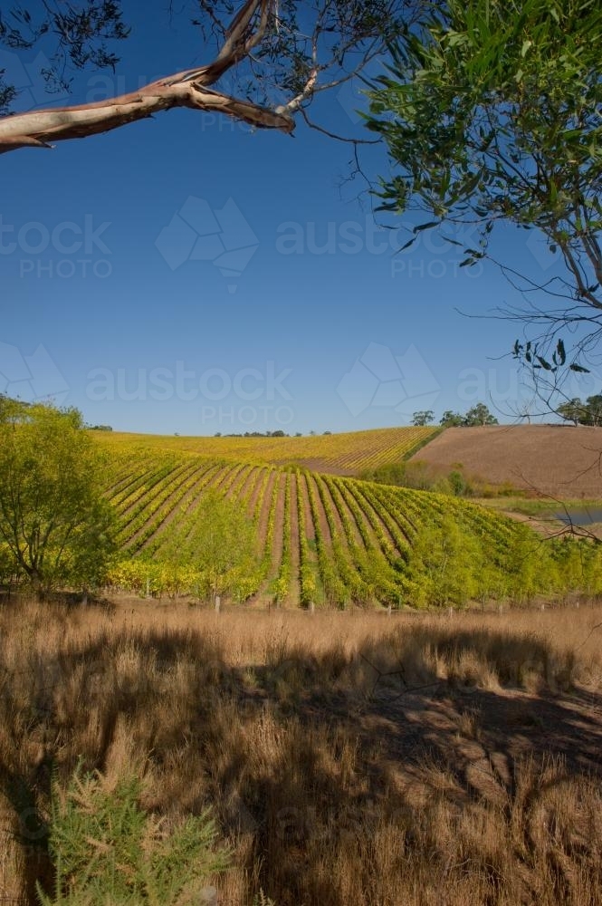 Vineyards in late summer, South Australia - Australian Stock Image
