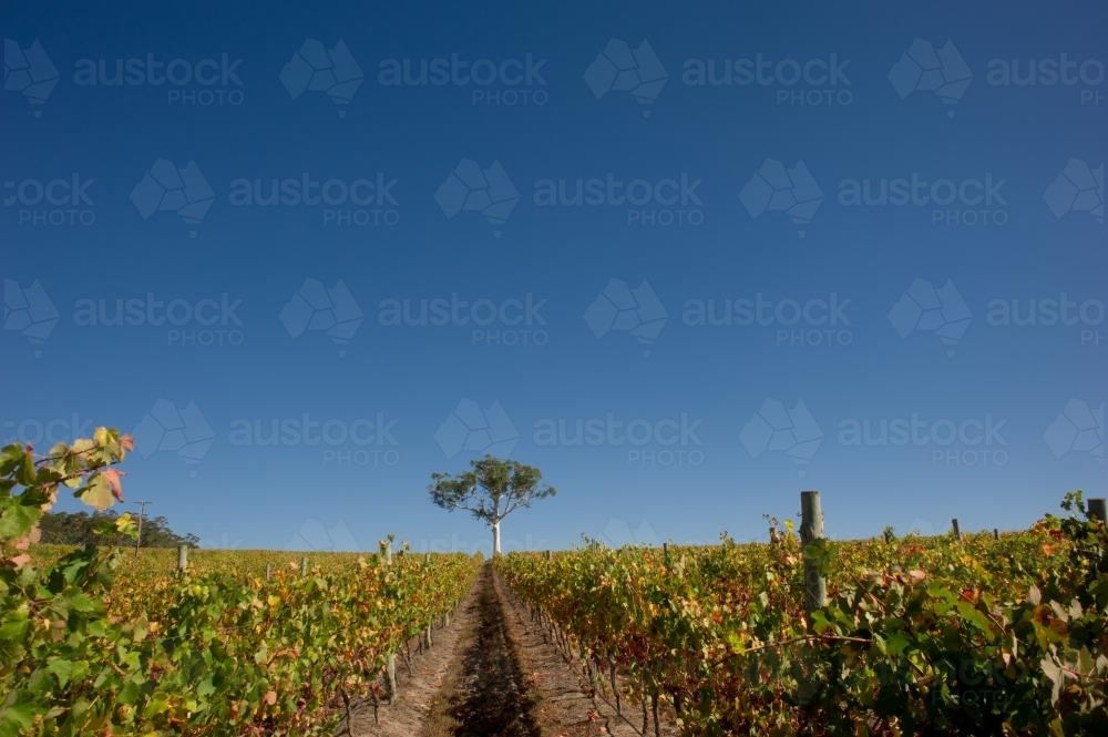 Vineyards in late summer under a clear blue sky in south australia - Australian Stock Image