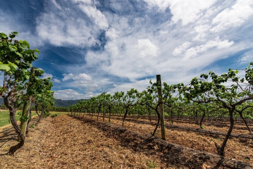 Vineyards in the Hunter Valley - Australian Stock Image
