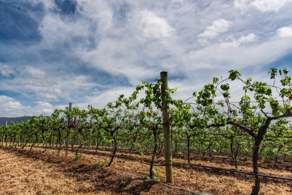 Vineyards in the Hunter Valley - Australian Stock Image