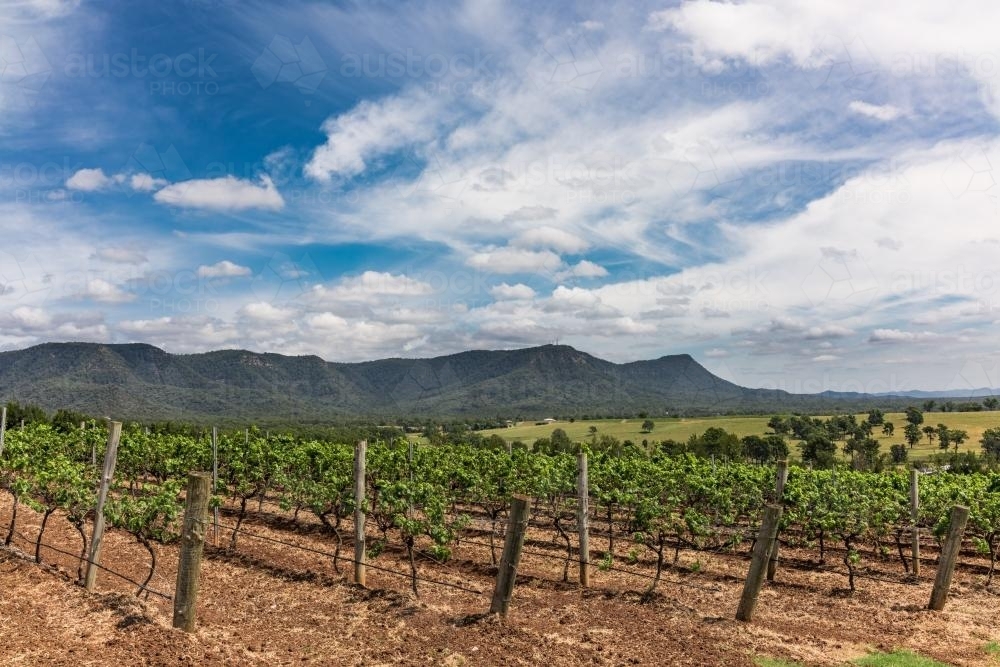 Vineyards in the Hunter Valley - Australian Stock Image
