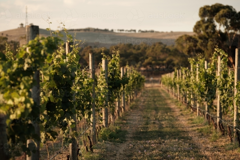 Vineyards in the late afternoon sun - Australian Stock Image