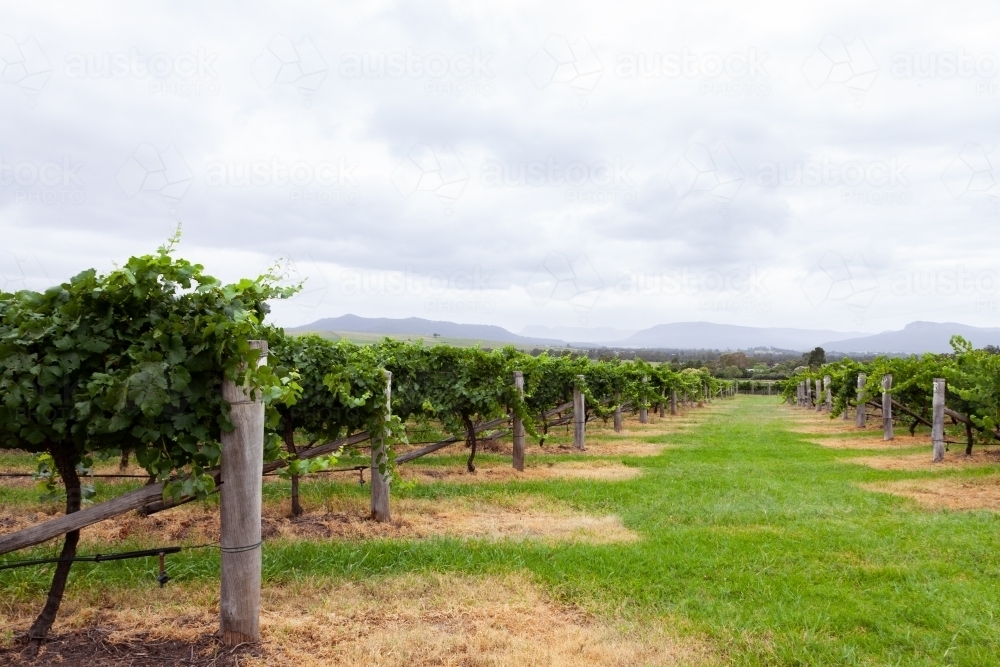 Vineyards on overcast day after vines have been sprayed - Australian Stock Image