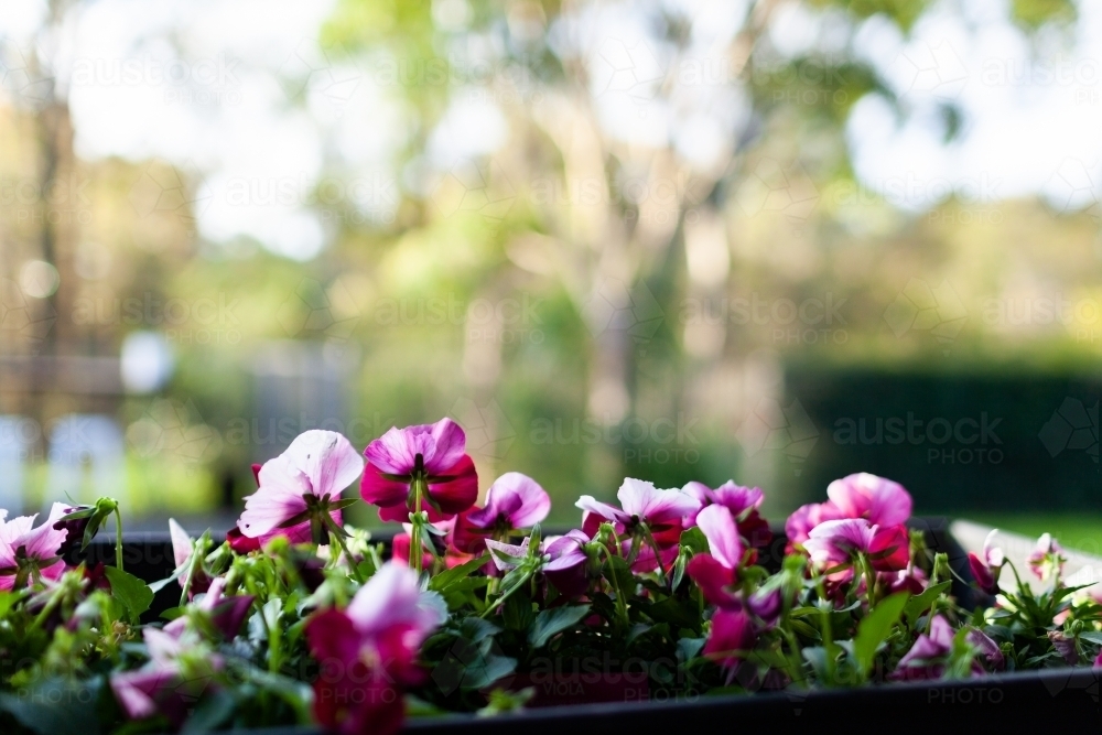 Image of viola flower growing in garden bed Austockphoto