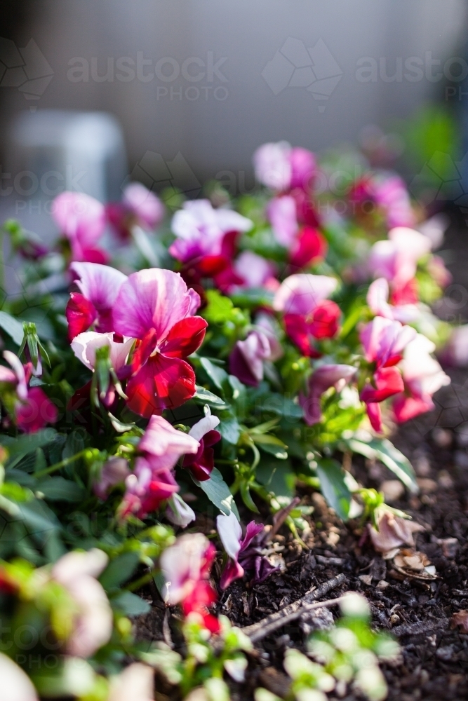 Image of viola flower growing in garden bed Austockphoto