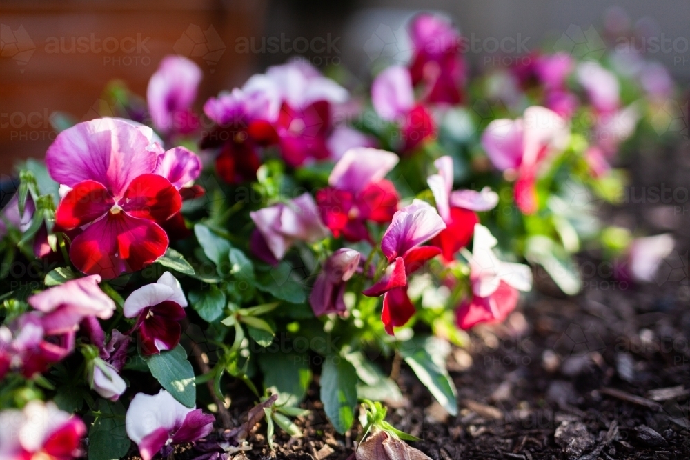 Image of viola flower growing in garden bed Austockphoto