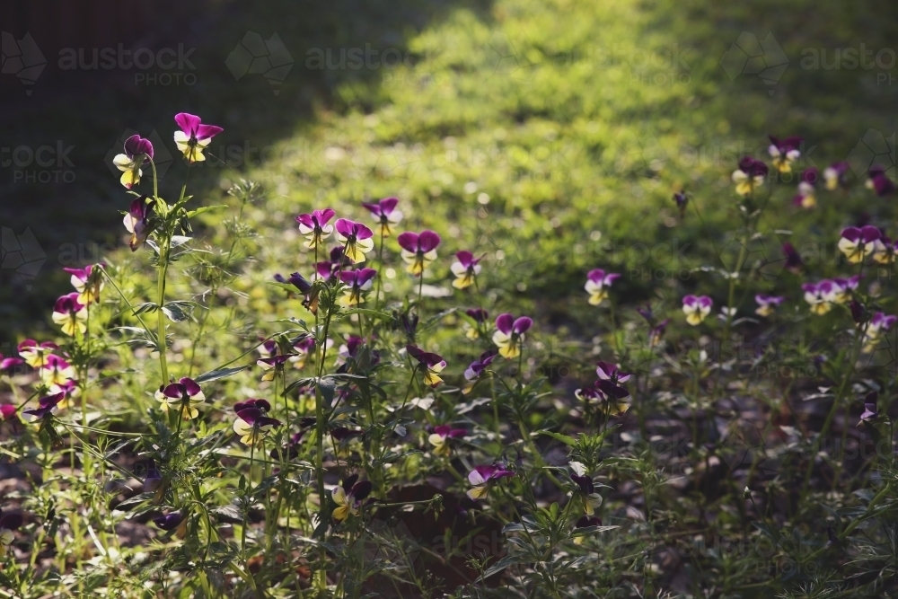 Viola flowers in the garden - Australian Stock Image