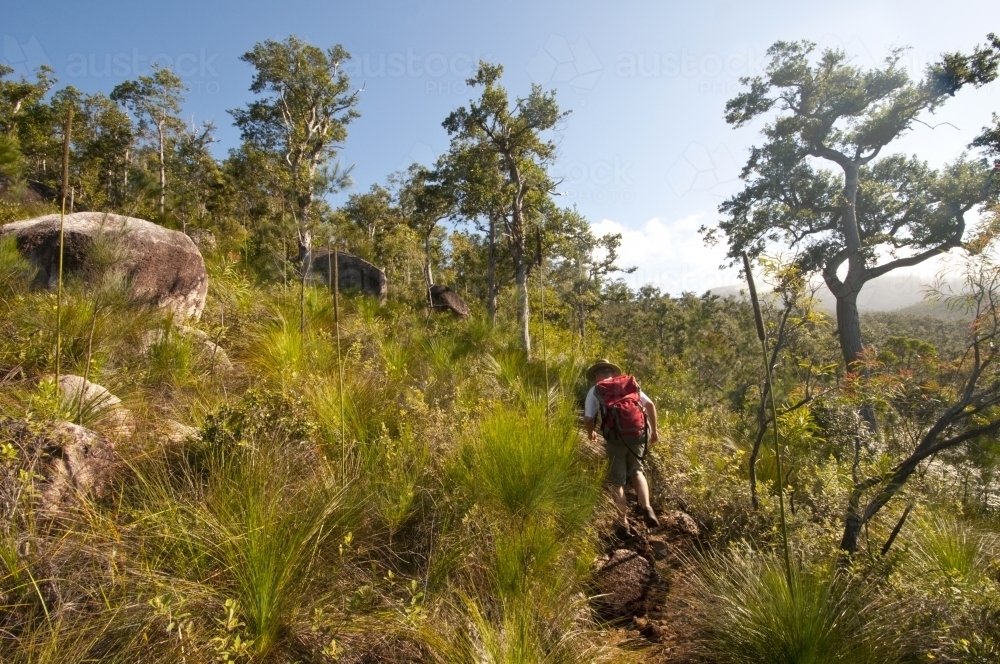 Image of Walker on the track on Hinchinbrook Island Austockphoto