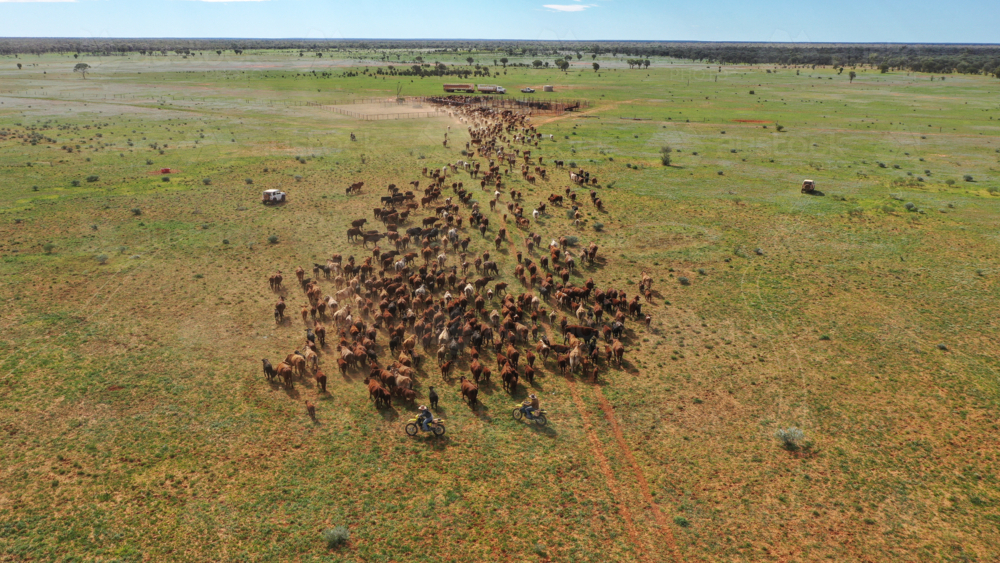 Walking cattle to the yards - Australian Stock Image