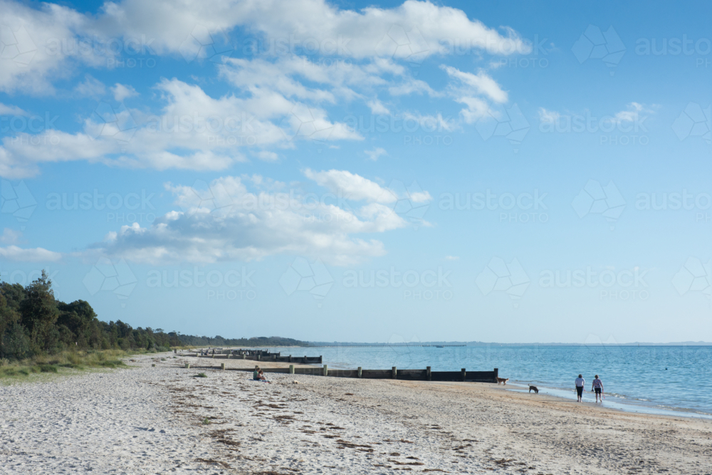 Walking dog on sunny beach with groynes, and blue sky and ocean - Australian Stock Image