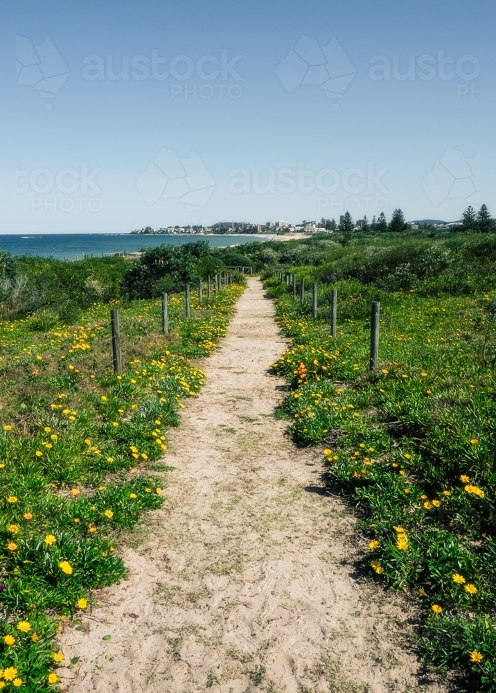 Walking track to the beach with flowers on a clear sunny day - Australian Stock Image
