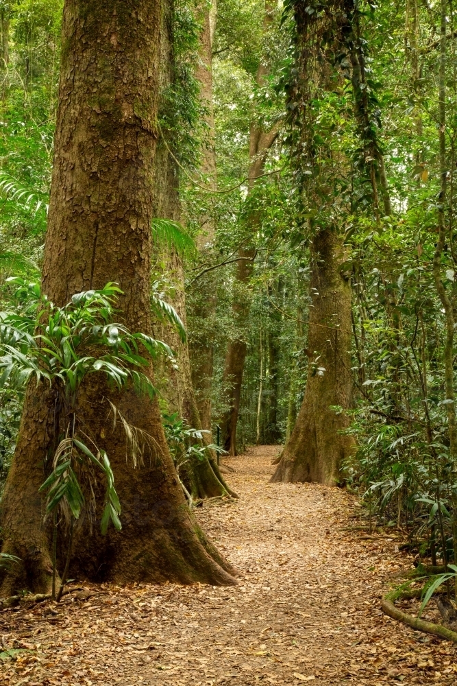 Walking trail through a forest in Queensland. - Australian Stock Image