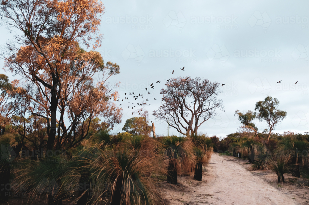 Walking trail through burnt out bushland with black cockatoos in flight in distance at dusk - Australian Stock Image