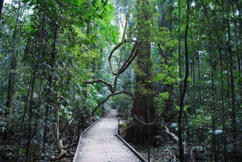 Walkway through the rainforest at the Mary Cairncross Scenic Reserve - Australian Stock Image