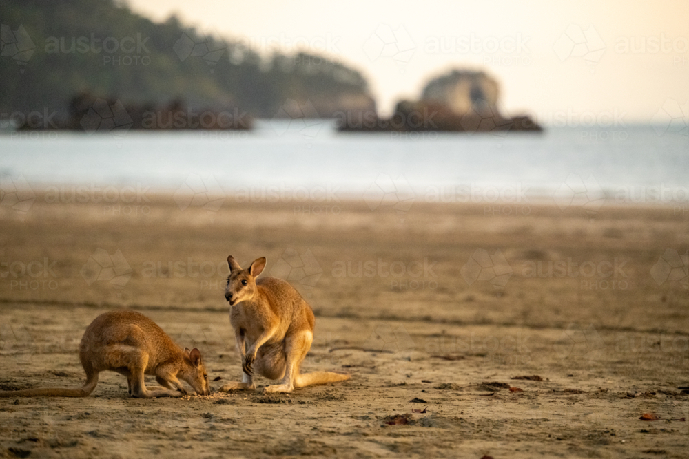 wallabies on beach at sunrise - Australian Stock Image
