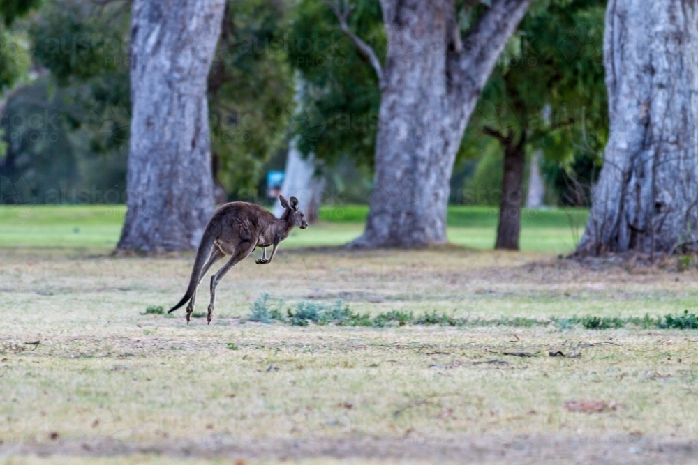 Wallaby bounding across green clearing near a golf course at dusk - Australian Stock Image