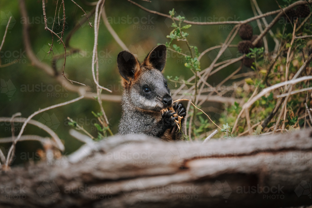 Wallaby eating foliage behind a fallen log in natural Australian bushland - Australian Stock Image