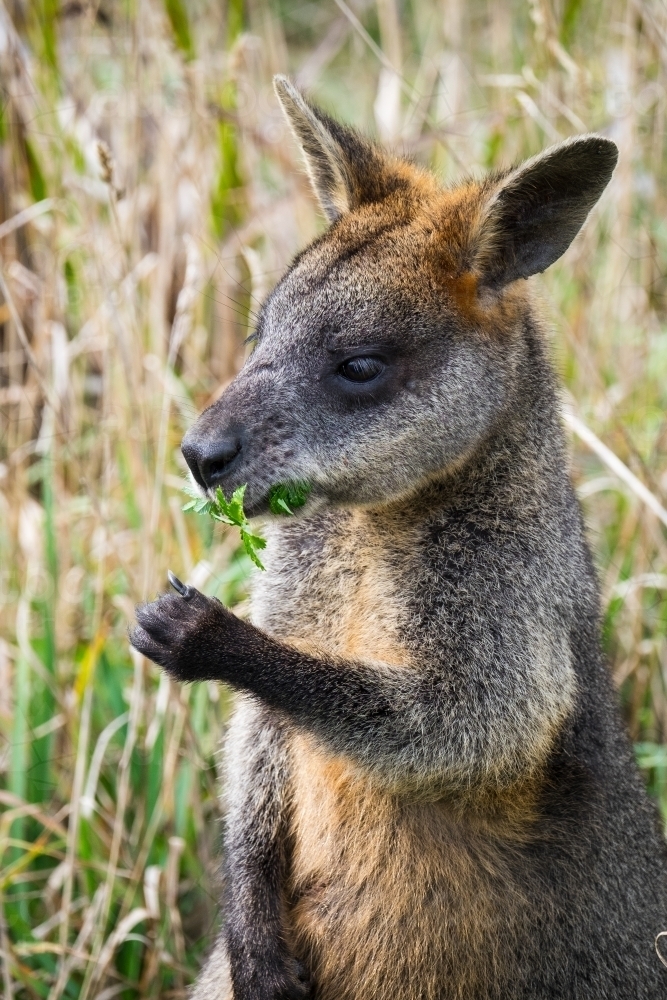 Image of Wallaby eats with little paws holding plant Austockphoto