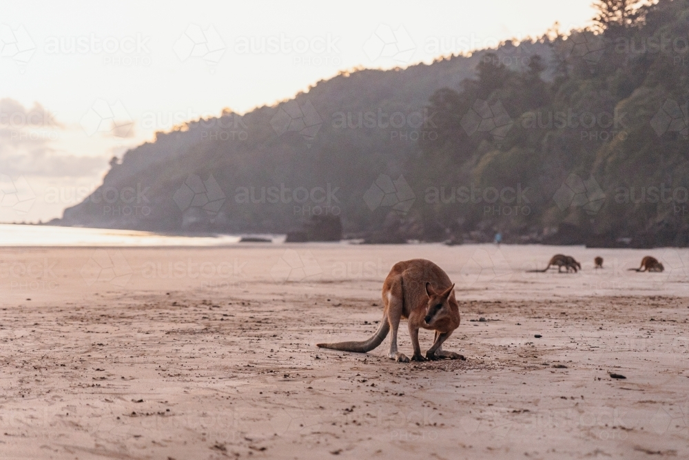 Wallaby on beach in the evening - Australian Stock Image