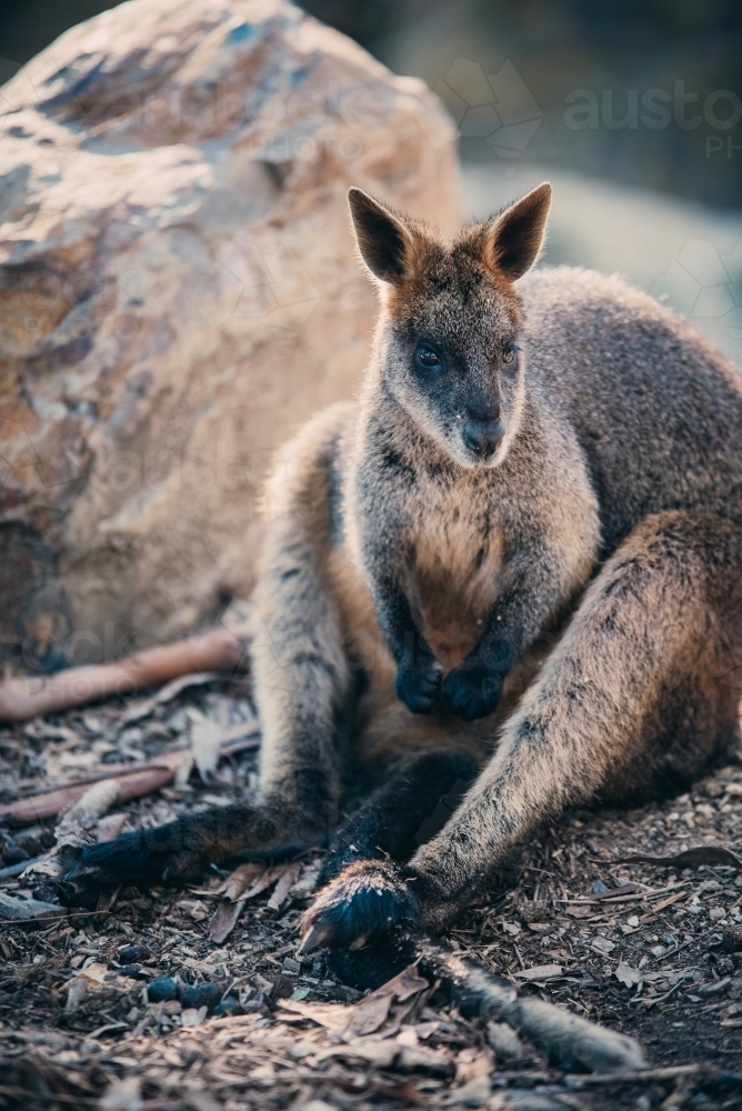 Wallaby sitting in the dirt - Australian Stock Image