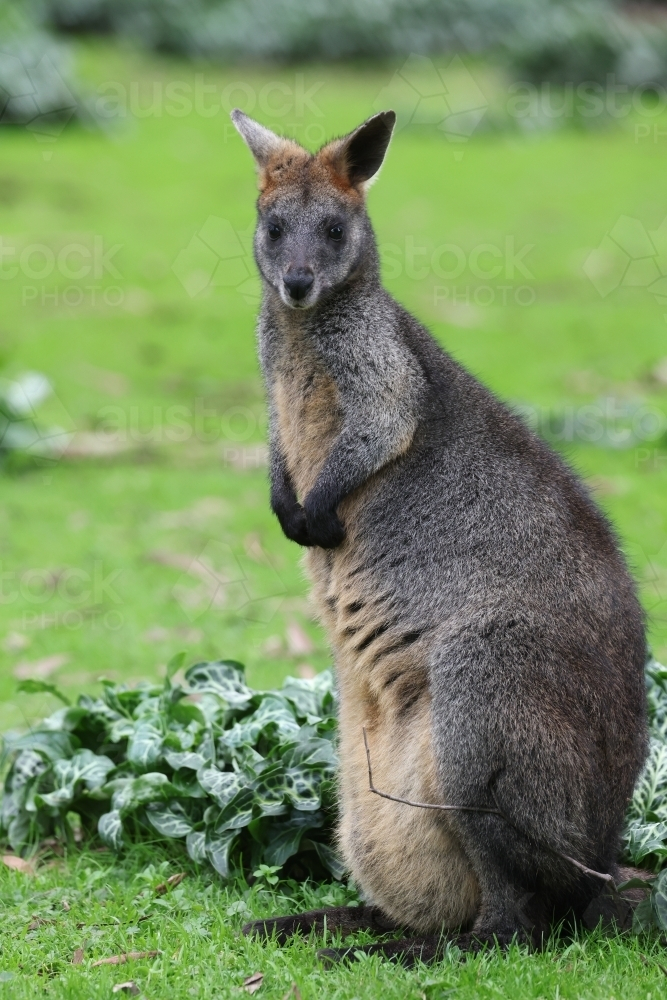 Wallaby standing on a green grassy field - Australian Stock Image