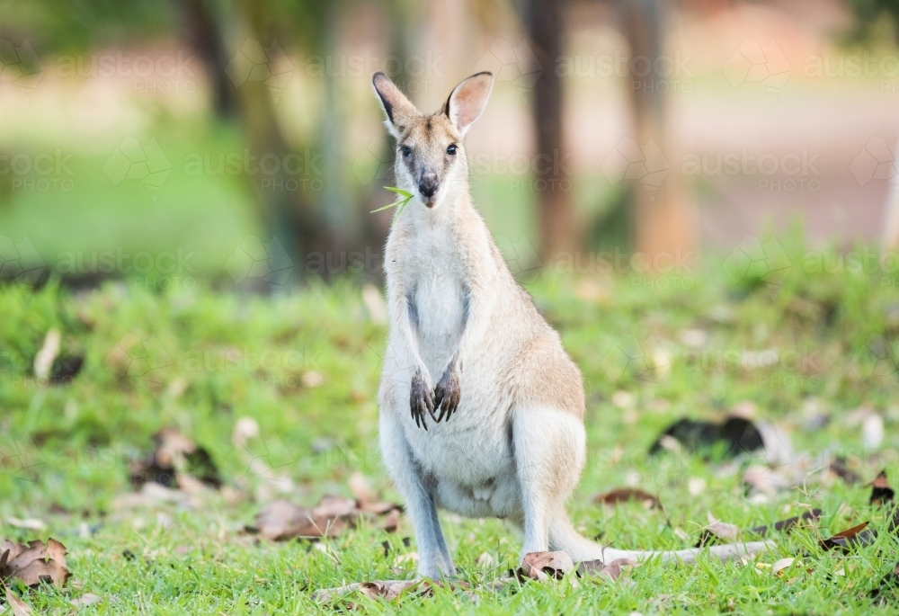Wallaby standing while eating grass in the wild - Australian Stock Image