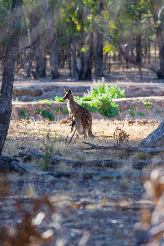 Wallaby with joey in her pouch enjoying the early morning in the bush - Australian Stock Image