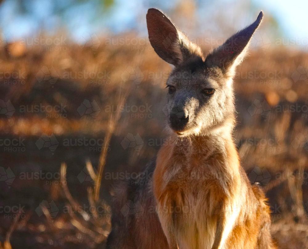 Image of Wallaroo standing at grassy field at sunset - Austockphoto