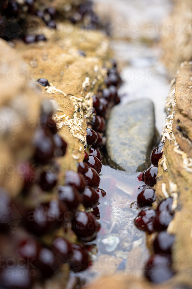 Waratah Anemones in Tasmania - Australian Stock Image