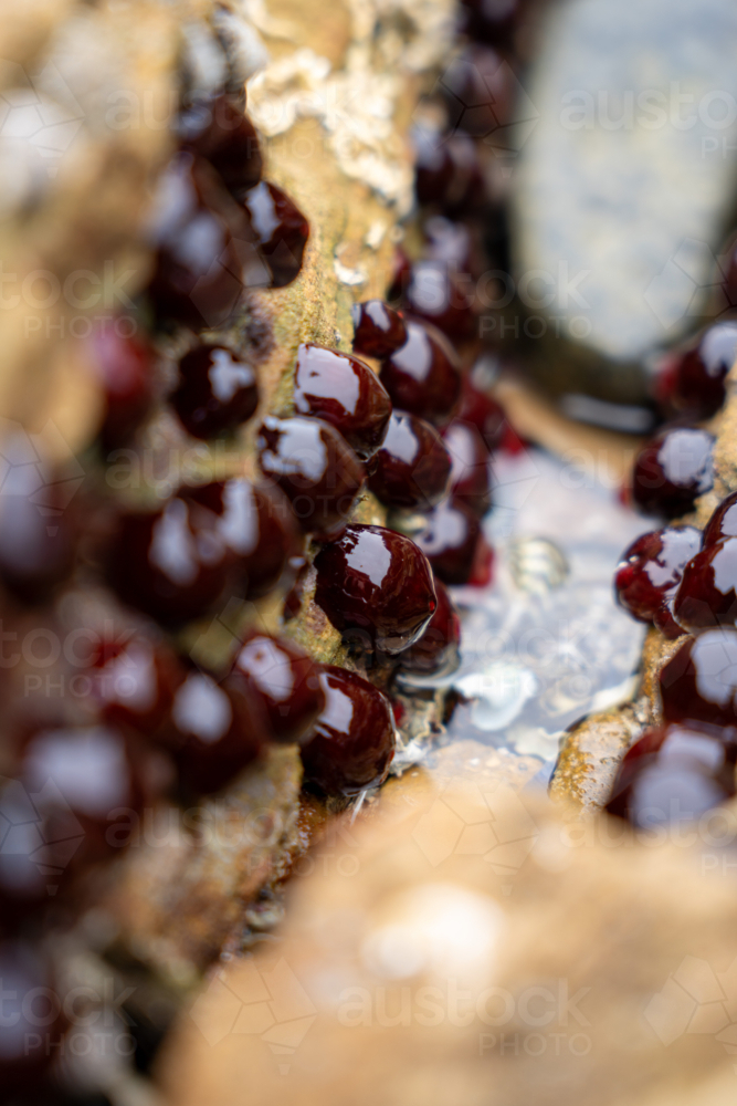Waratah Anemones in Tasmania - Australian Stock Image
