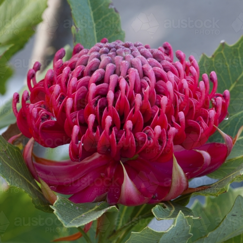Waratah flower close up - Australian Stock Image