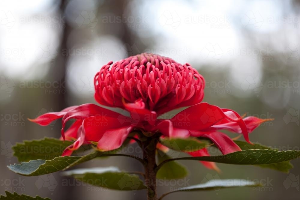 Waratah in bloom - Australian Stock Image