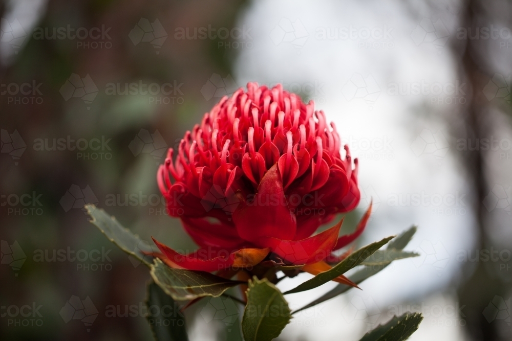 Waratah in bloom - Australian Stock Image