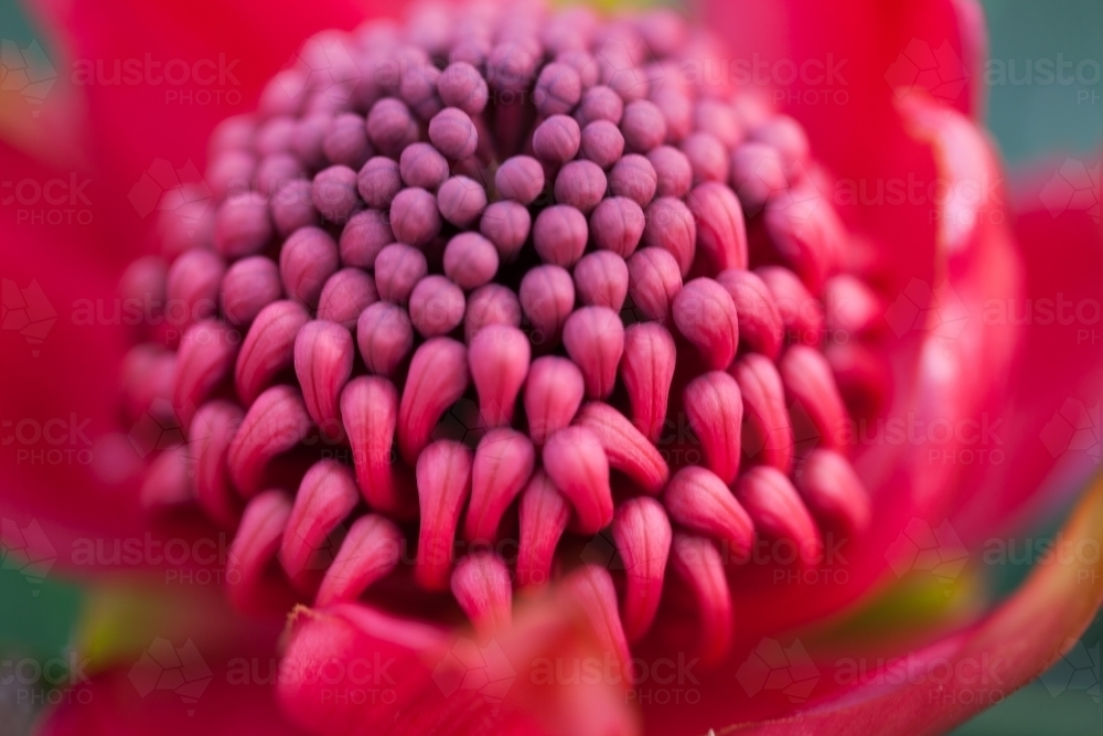 Waratah in bloom - Australian Stock Image