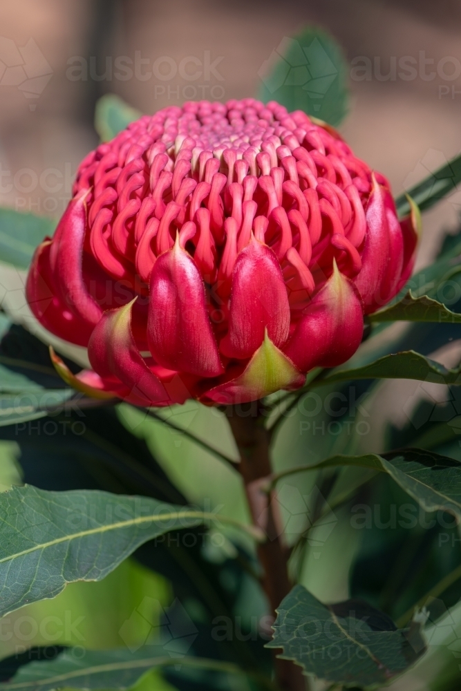Waratah, Telopea speciosissima - Australian Stock Image