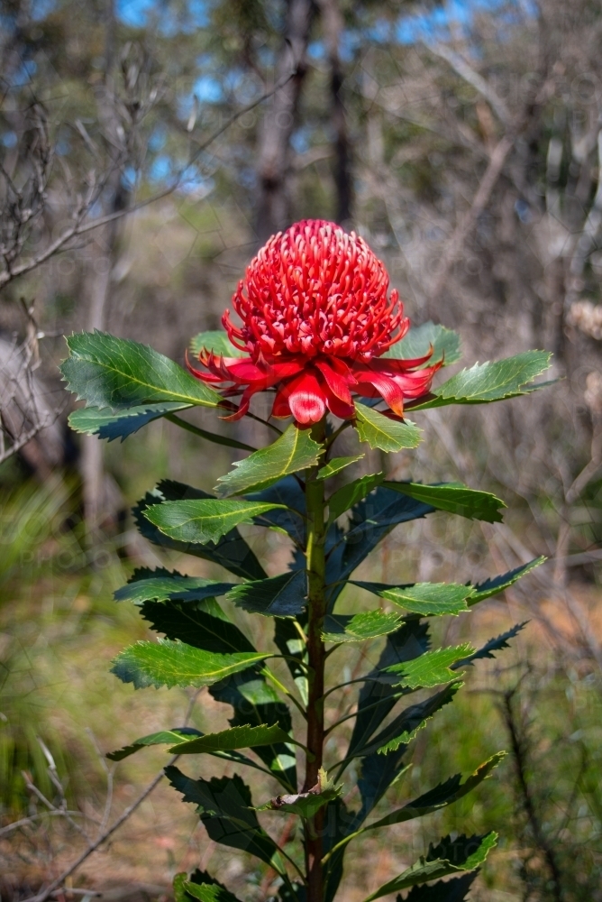 Waratah, Telopea speciosissima - Australian Stock Image