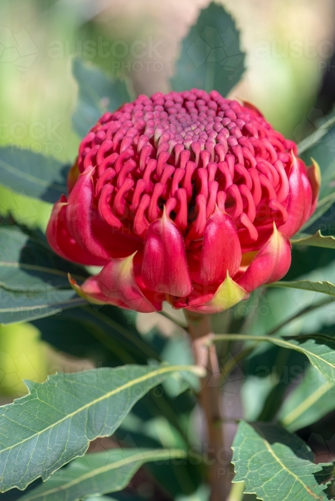 Waratah, Telopea speciosissima, flower in sunlight - Australian Stock Image