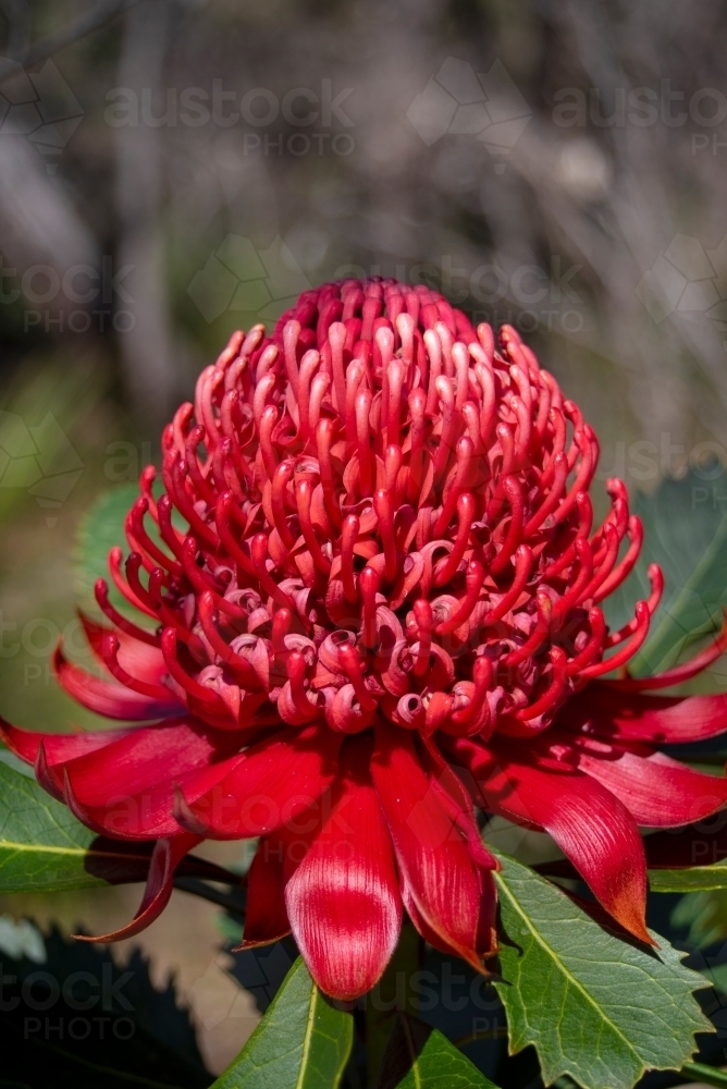 Waratah, Telopea speciosissima, closeup - Australian Stock Image