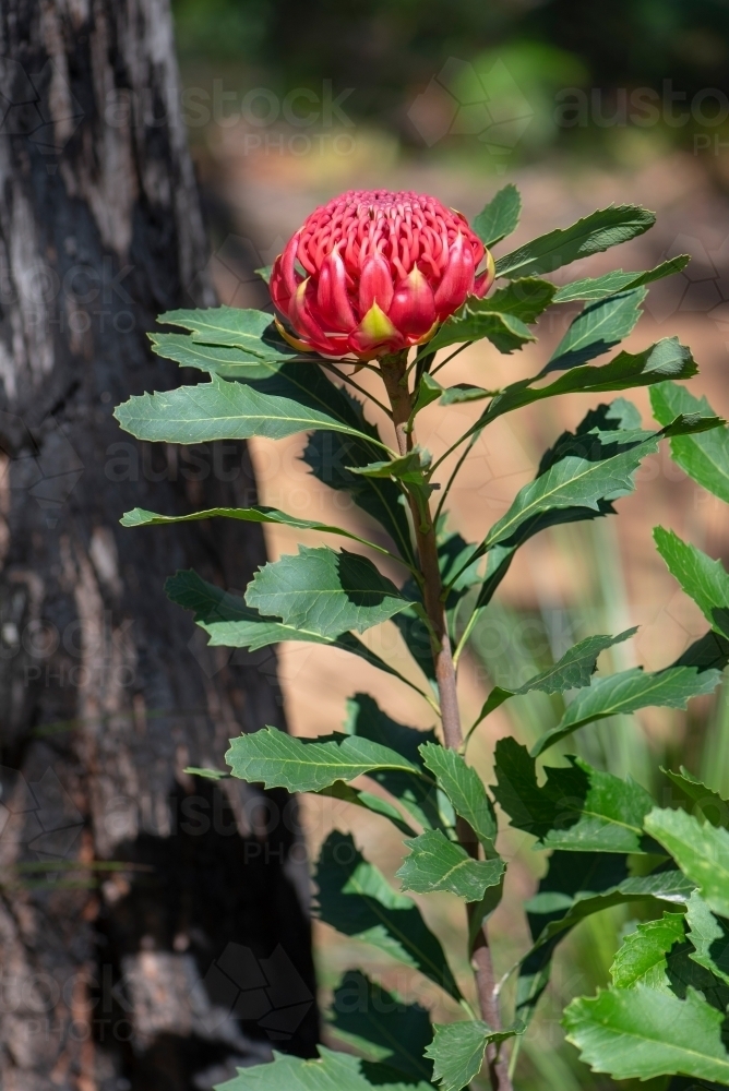 Waratah, Telopea speciosissima, flower against black burnt tree trunk - Australian Stock Image