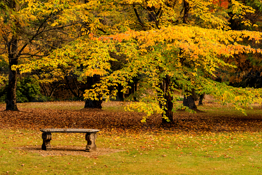 Warm autumn colours in park - Australian Stock Image