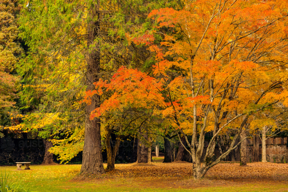 Warm autumn colours in park - Australian Stock Image
