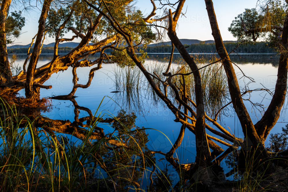 Warm trees at sunrise beside calm water - Australian Stock Image