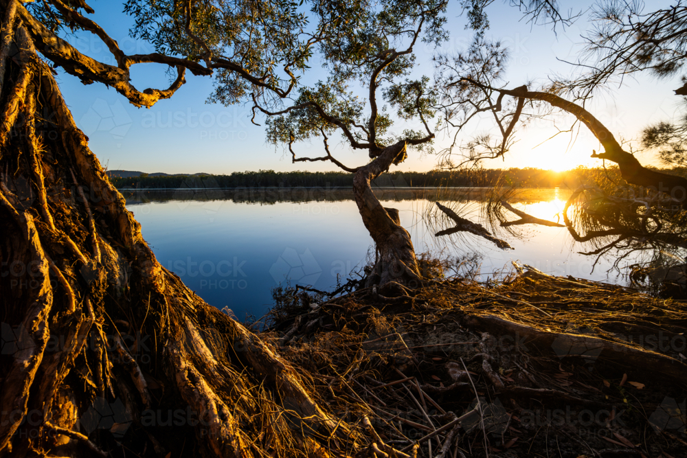 Warm trees at sunrise beside calm water - Australian Stock Image