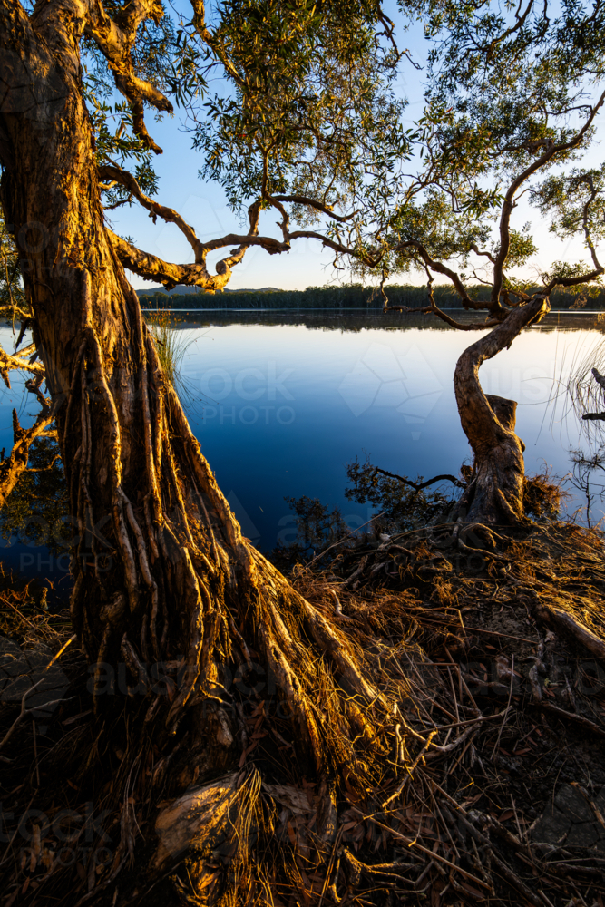Warm trees at sunrise beside calm water - Australian Stock Image