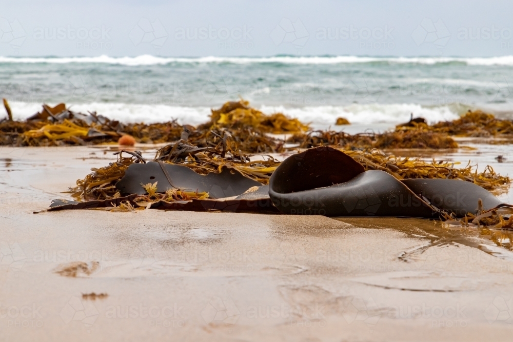 washed up seaweed in front of ocean - Australian Stock Image